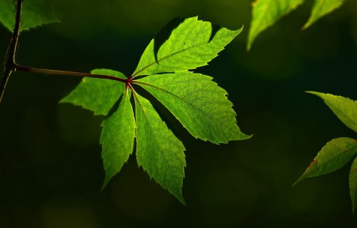 Statant kogeneracines jėgaines prioritetas teikiamas skaidrumui ir aukščiausiems aplinkosaugos...